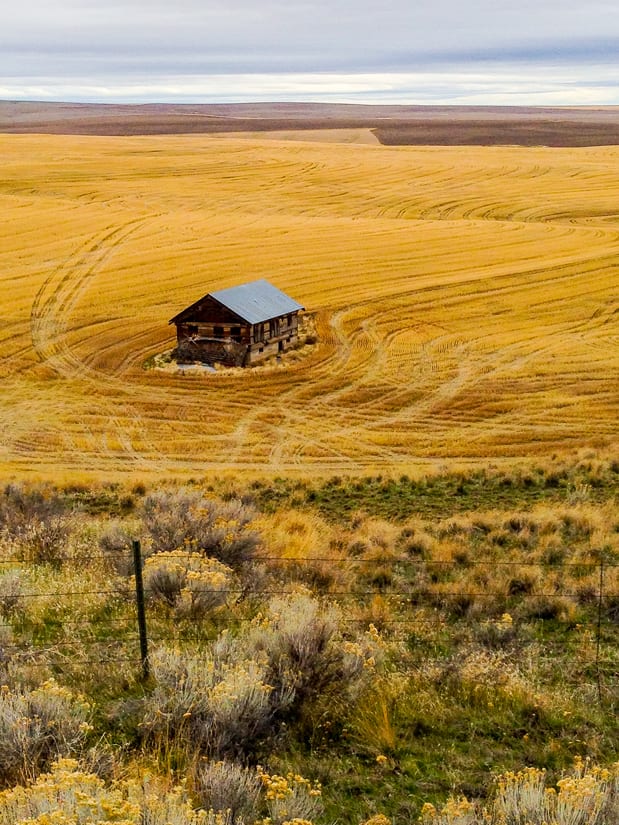 Image of a farmhouse, standing alone in a golden field of wheat.